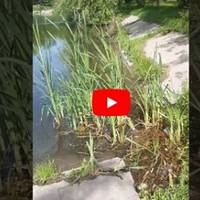 “Плавають прямо у воді”: у тернопільському парку виявили змій (ВІДЕО)