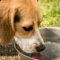 У Тернополі запустили флешмоб #ВодуТваринам, що допомагати безпритульним звірям у спеку