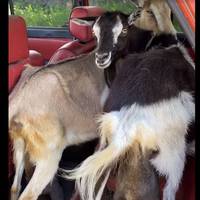 «Диво дивнеє і чудо чудоднеє» – вар`ят Владзьо показав, що твориться в Гниличках (відео)