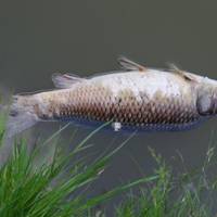 Назвали дві версії загибелі риби у Тернопільському ставі