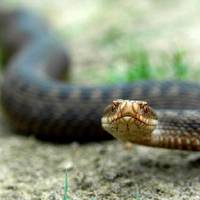 Рятувальники виловлюватимуть змій у парку «Топільче»