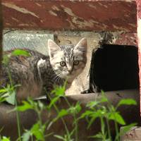 Зоозахисники б`ють на сполох: на вулиці Леся Курбаса закрили частину віконечок до підвалу, де, начебто, живе ціла котяча сім'я. ВІДЕО