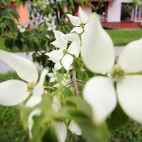 В Тернополі розцвіли екзотичні дерева (ФОТО)