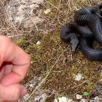 Увага! Ця інформація може врятувати життя!!! Що робити, якщо вкусила гадюка?(ВІДЕО)