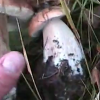 Тернополянка пішла в ліс по гриби і принесла у кошику 140 тисяч