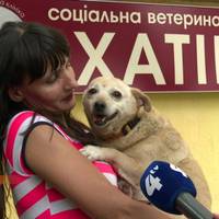 Родина для Бульки: волонтери допомогли безпритульному песику знайти нову домівку. Відео