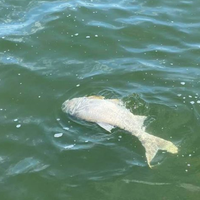 “Нечистоти у Тернопільському ставі” – виявили одну з причин потрапляння забруднень (Відео)