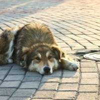 Жителька Тернопільщини відкрито заявляє, що вбиватиме безпритульних собак (фото, відео)