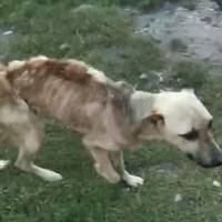 “Був прив’язаний і помирав з голоду”: на Тернопільщині рятують собаку, яка перетворилася в живий скелет (ВІДЕО)