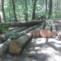 Пішли по гриби, а натрапили на зрубані дерева: тернопільські активісти закликають поліцію відреагувати (фото)