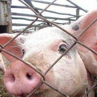 На Кременеччині виявили африканську чуму