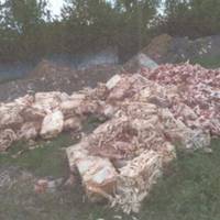 Біля м’ясокомбінату на Тернопільщині знайшли звалище тваринних відходів