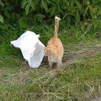 На Шумщині невідомі запхали кота в мішок і залишили на трасі (фото)