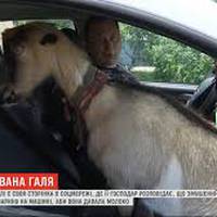 Балувана Галя: як коза священника з Тернопільщини стала не лише зіркою Instagram, а й телебачення (відео)