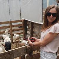 На Тернопіллі впало дерево з гніздом лелек: птахи залишилися без домівки (фото)