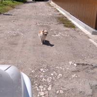 У мережі просять прихистити собаку бучацького депутата, тіло якого знайшли вранці