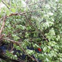 Обрізав вишню: на Збаражчині чоловік впав з дерева і розбився на смерть