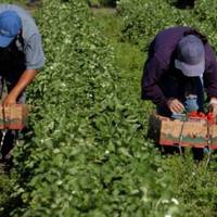 У Польщі на фермі 19 українських заробітчан захворіли на коронавірус