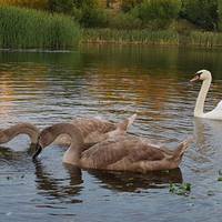 На Тернопільському ставі оселилась родина лебедів (Відео)