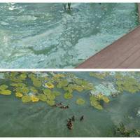 В лабораторії проаналізували, чи містить вода з Тернопільського ставу шкідливі або токсичні сполуки. Результати дослідження