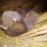 На Тернопільщині врятували від смерті диких звірят