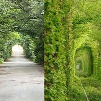 Тунель кохання по-тернопільськи: у Борщівському районі знайшли двійника знаменитого туристичного місця