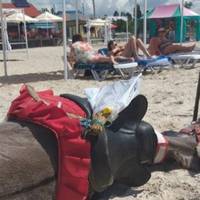 “Тримають в підвалах і колють шприцами”: тернополян закликають відмовитися від знімків із тваринами