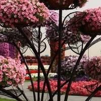 У Тернополі встановили “вертикальне озеленення”