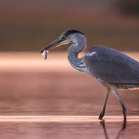 На Тернопільщині в лісництві оселилися рідкісні птахи