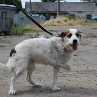 У Тернополі розшукують безхатька, який водить на повідку собаку. Пес вкусив дитину