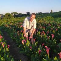 Замість бараболь – кали! На Теребовлянщині є дивовижне квіткове поле