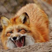 На Тернопільщині з літака розкидатимуть вакцину від сказу