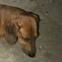 У Тернополі нелюди живцем здерли шматок шкіри з собаки і відпустили на вулицю помирати (фото 18+)