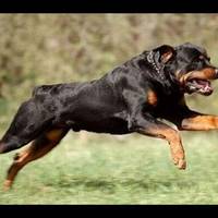 У Чорткові 11-річного хлопчика покусали ротвейлери