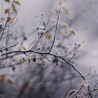 Різке зниження температури: в Україну йдуть заморозки