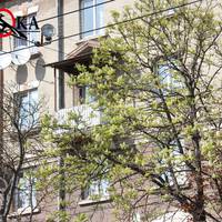 У центрі Тернополя зацвіли каштани