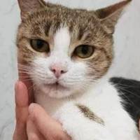 У Тернополі шукають сім’ю для киці, яка взимку вигодувала майже 20 чужих кошенят