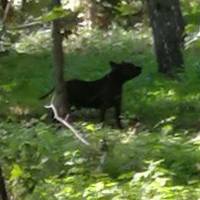 У тернопільському парку собаку залишили напризволяще, прив'язавши до дерева (фото)