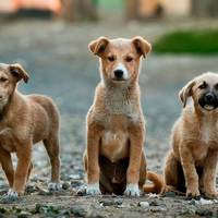 У Тернополі вкрали гроші, які збирали на потреби безпритульних тварин