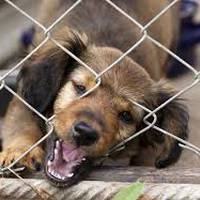 Небайдужі тернополяни допомогли зібрати кошти для безпритульних тварин