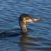 У Тернопіль на став прилетіли рідкісні птахи, які дуже люблять рибу