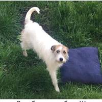 У Тернополі розшукують собачку: обіцяють велику винагороду (Фото)