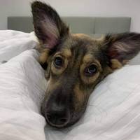 “Кому потрібне щастя”: у Тернополі шукають господарів для маленького песика (ФОТО)