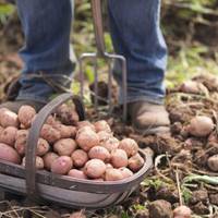Суд покарав жителя Тернопільщини, який з діагнозом CОVID-19 поїхав копати картоплю