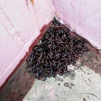 “Моторошні істоти”: через погодні аномалії бридкі черв’яки окуповують під’їзди Тернополя (ФОТО)