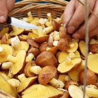 Грибний сезон на Тернопіллі – у розпалі: ланівчанин поділився фотографіями щедрого “урожаю”