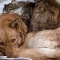 У центрі Тернополя збиратимуть благодійну допомогу для безпритульних тварин