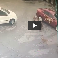 Знайшли водія таксі, який наїхав на безпритульну собаку (ВІДЕО)