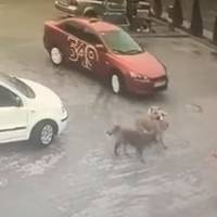 У Тернополі розшукали таксиста, який переїхав собаку. Як його покарали (ВІДЕО)
