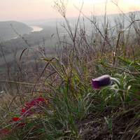 Рідкісна квітка розцвіла на Тернопільщині